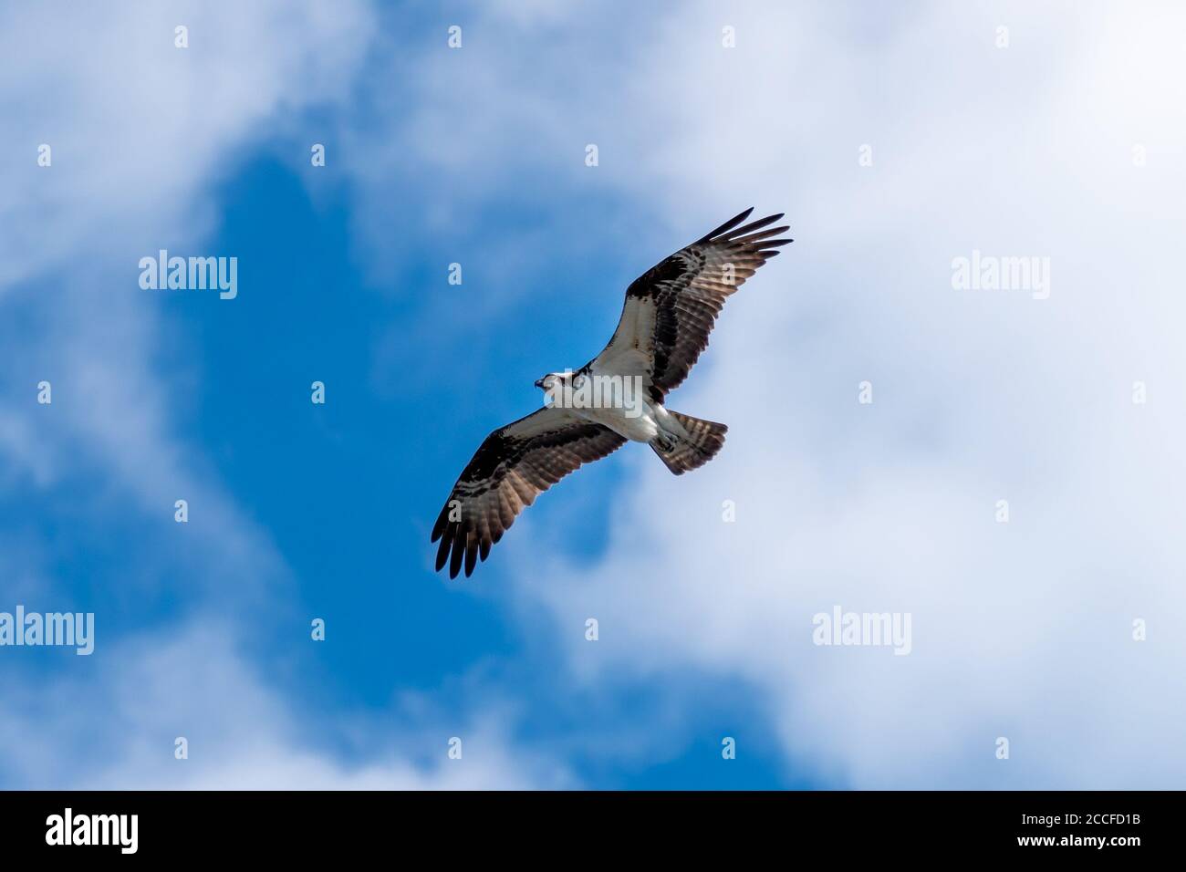 Ocean City - Osprey in flight with blue sky and clouds Stock Photo - Alamy