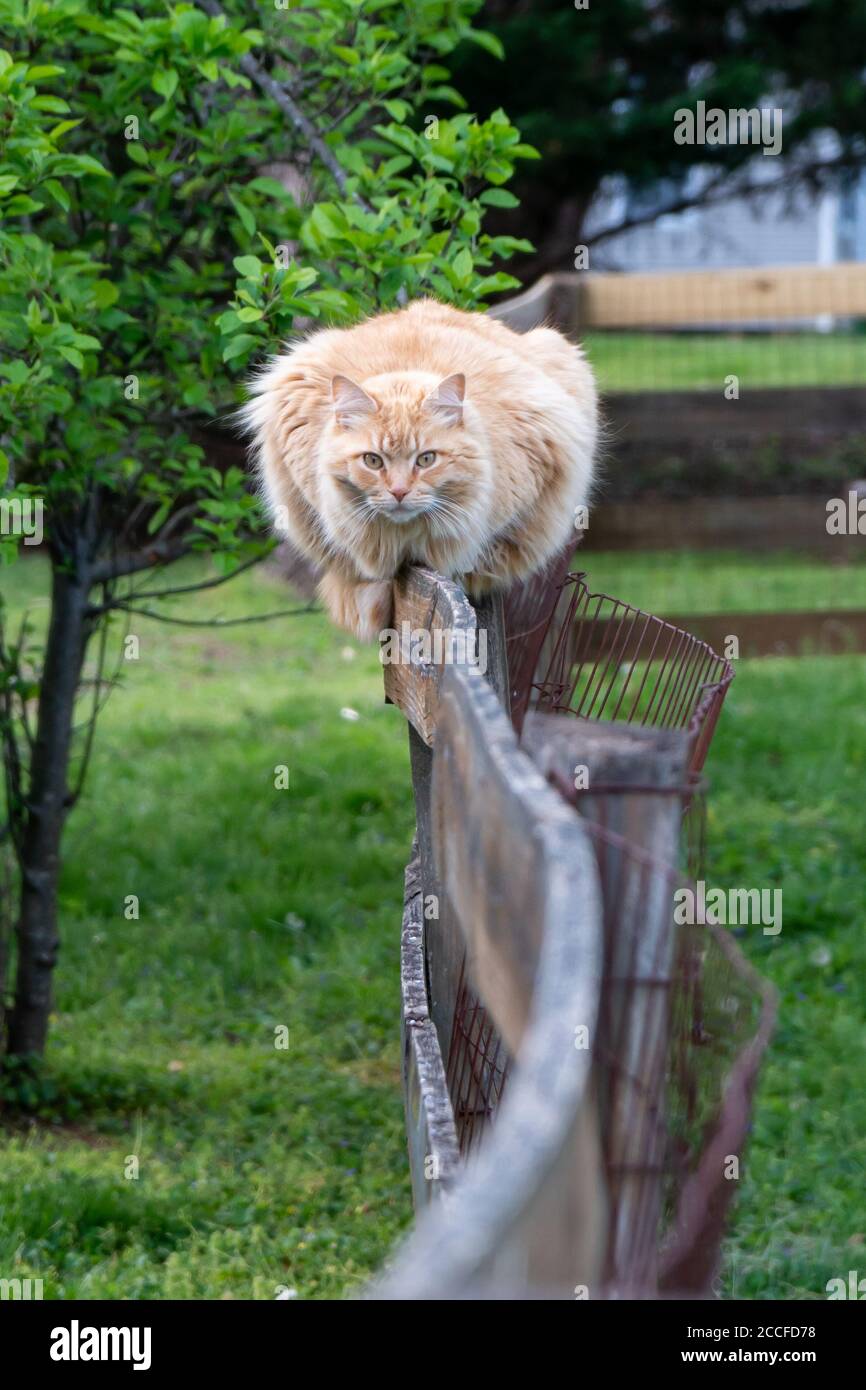 Balancing On A Fence High Resolution Stock Photography and Images - Alamy