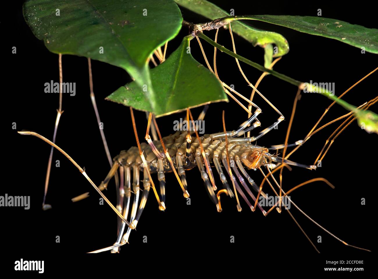 Spider Runner (Scutigera coleoptrata), Centipede Family (Chilopoda), Danum Valley Conservation Area, Sabah, Borneo, Malaysia Stock Photo