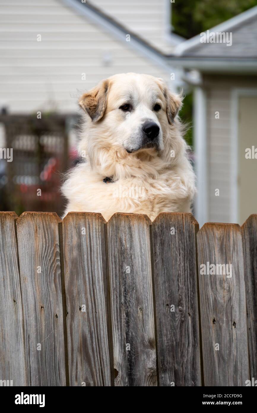 Dog looking over fence hires stock photography and images Alamy