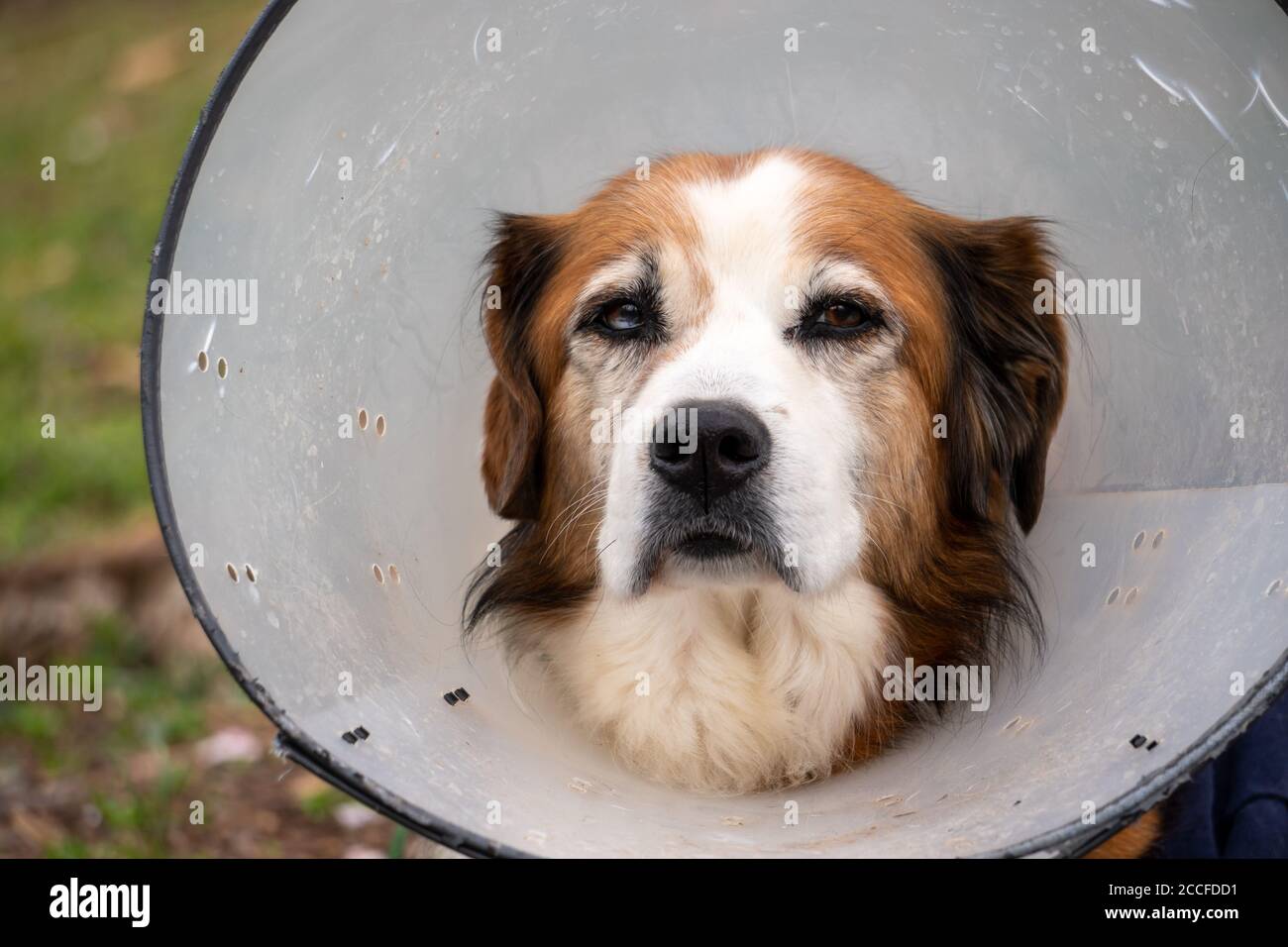 Old dog collar hires stock photography and images Alamy