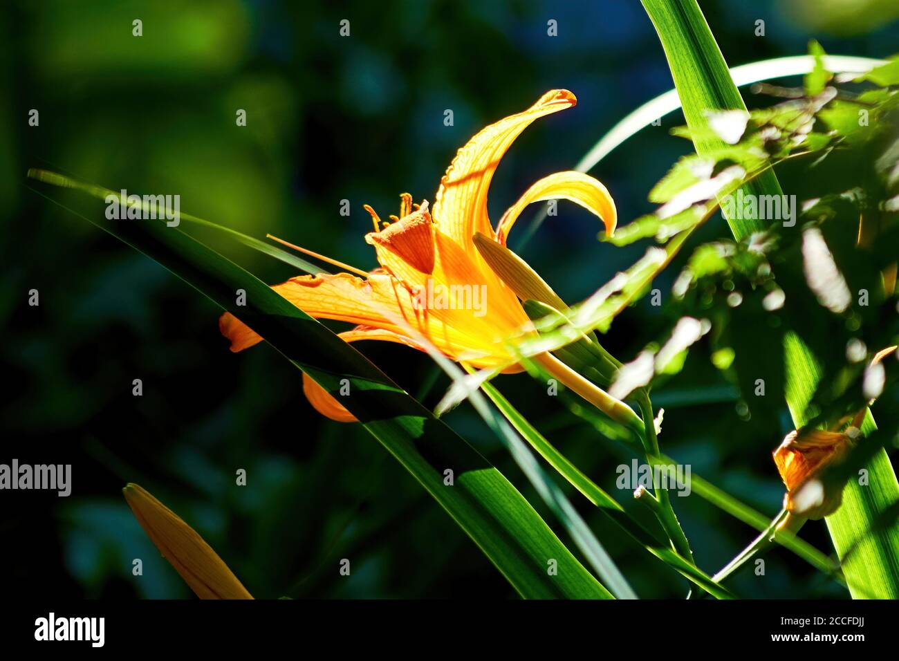 Gentle orange lily bud on the flower bed in the garden. Herbal and floral backdrops with copy space Stock Photo