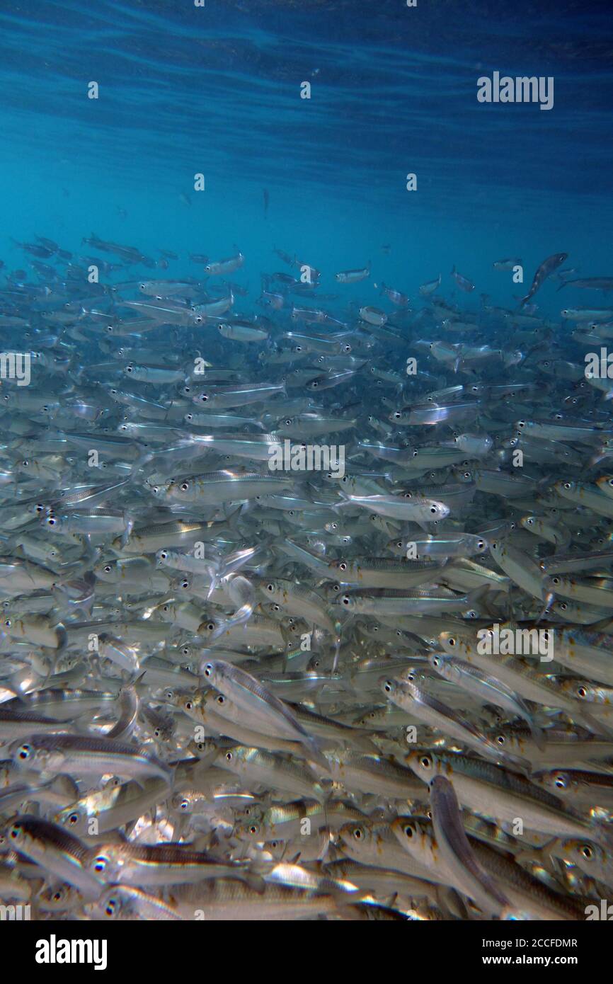 Dense shoal of goldspot herring (Herklotsichthys quadrimaculatus) just under the surface, Great Barrier Reef, Queensland, Australia Stock Photo