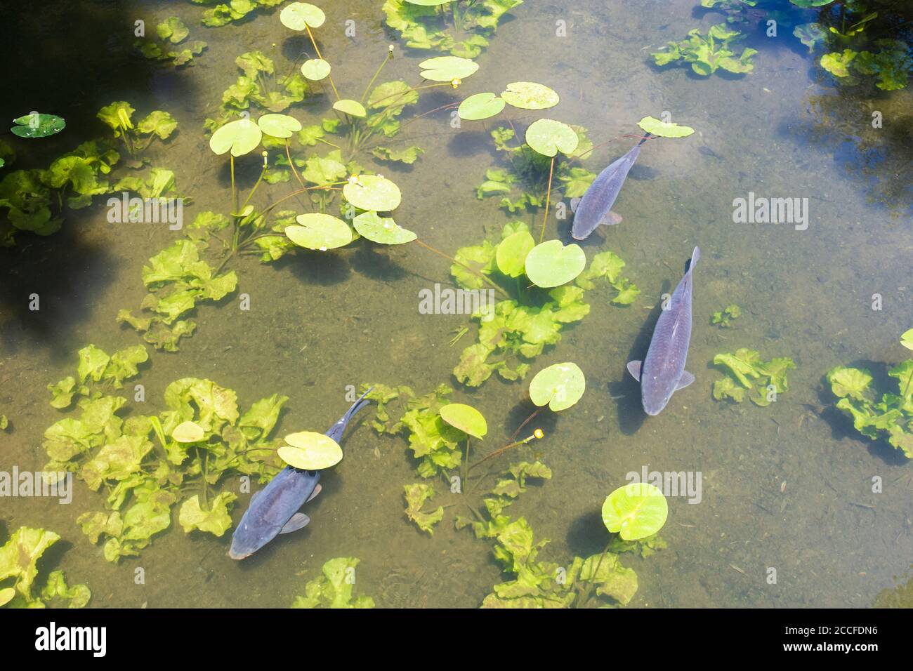 Vienna, common carp or European carp (Cyprinus carpio) in oxbow lake, water plants in 22. Donaustadt, Wien, Austria Stock Photo