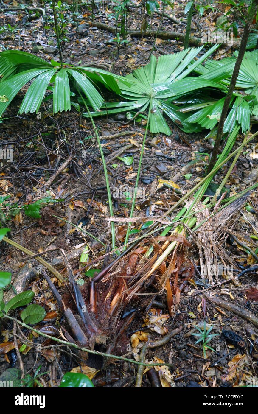 Small fan palm (Licuala ramsayi) that has been dug up and destroyed by feral pigs, Daintree National Park, Queensland, Australia Stock Photo