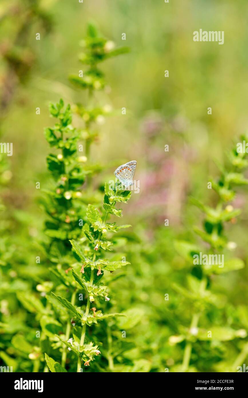 Lemon balm in nature is visited by Vogelwicken-Bläuling Stock Photo
