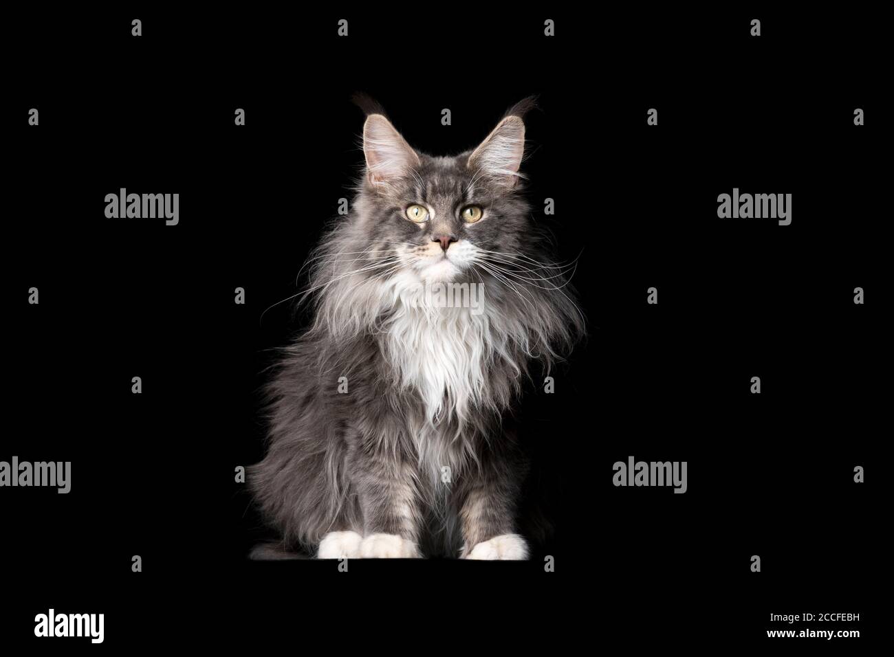 studio portrait of a fluffy blue tabby white maine coon cat looking at camera isolated on black background with copy space Stock Photo