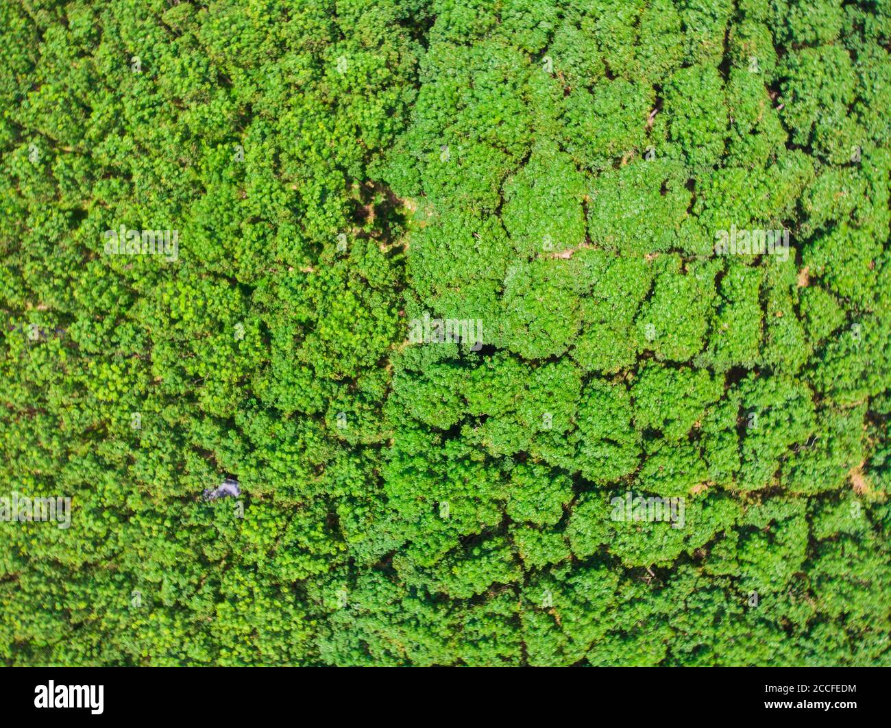 Aerial view green tree tropical rainforest nature landscape Stock Photo ...