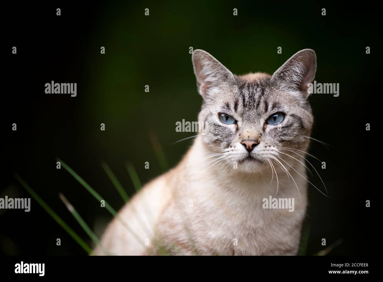 tabby cat outdoors in nature Stock Photo - Alamy