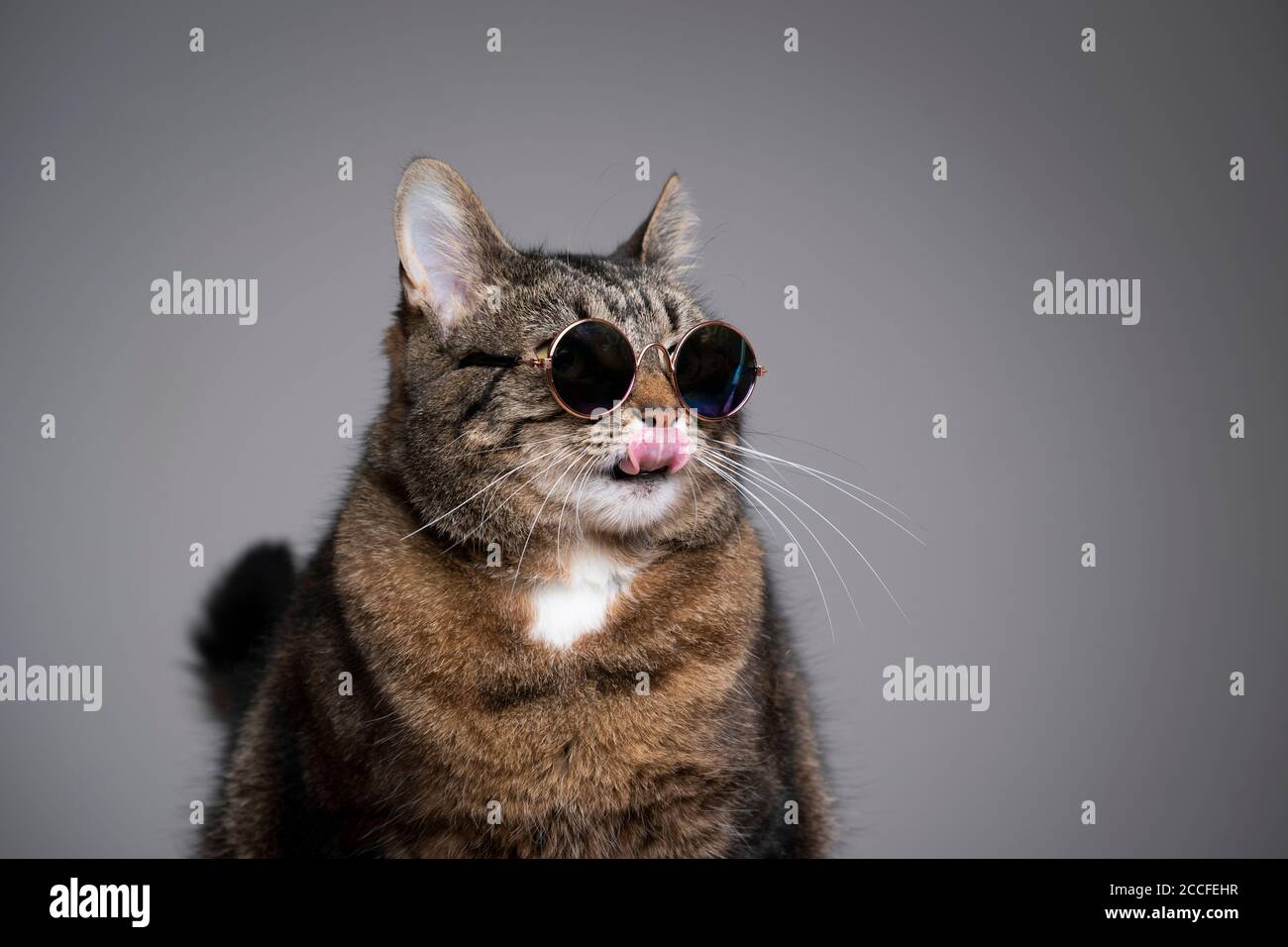 studio portrait of overweight tabby cat wearing sunglasses and licking ...