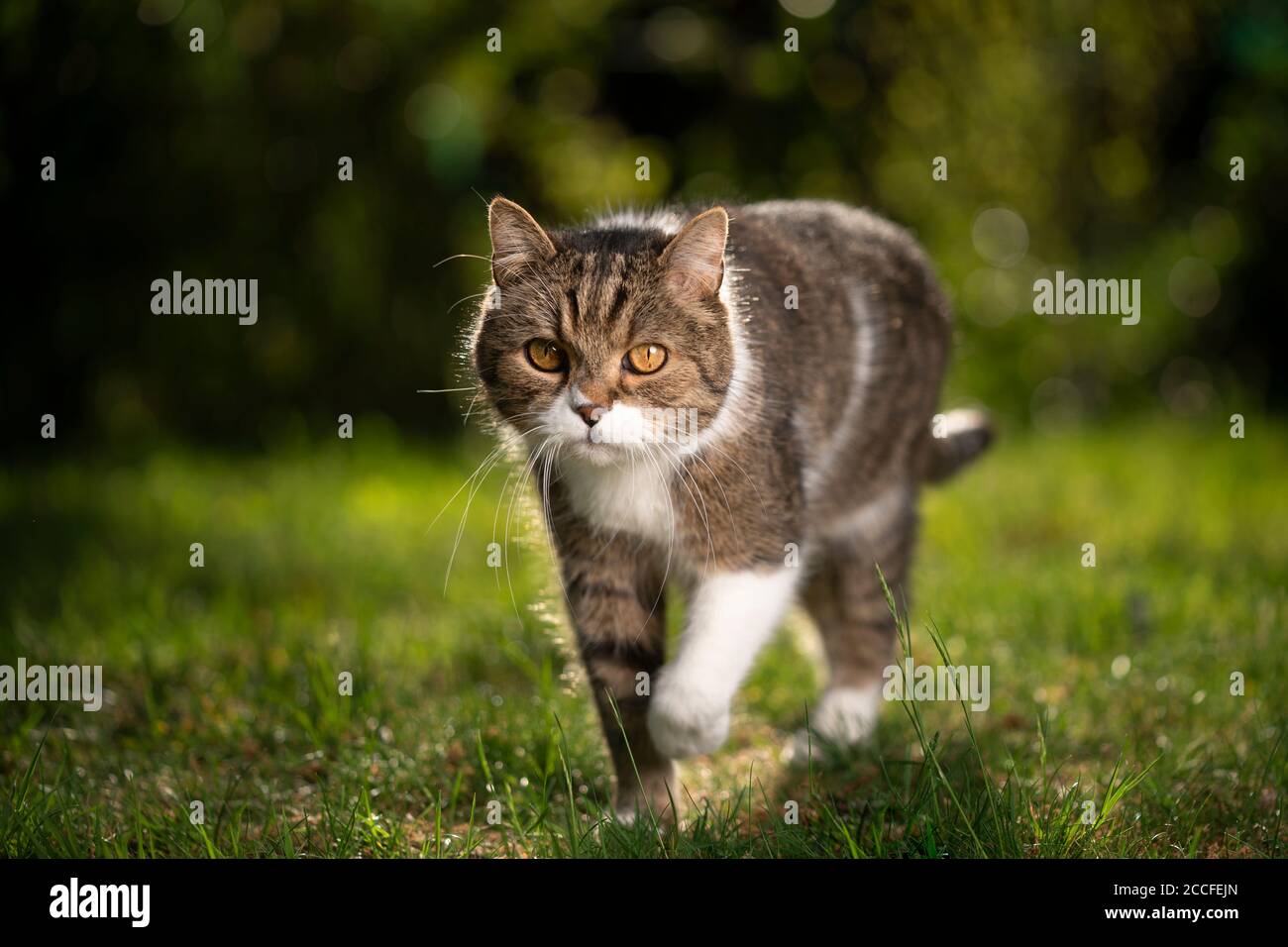 tabby white british shorthair cat outdoors on lawn walking in ...