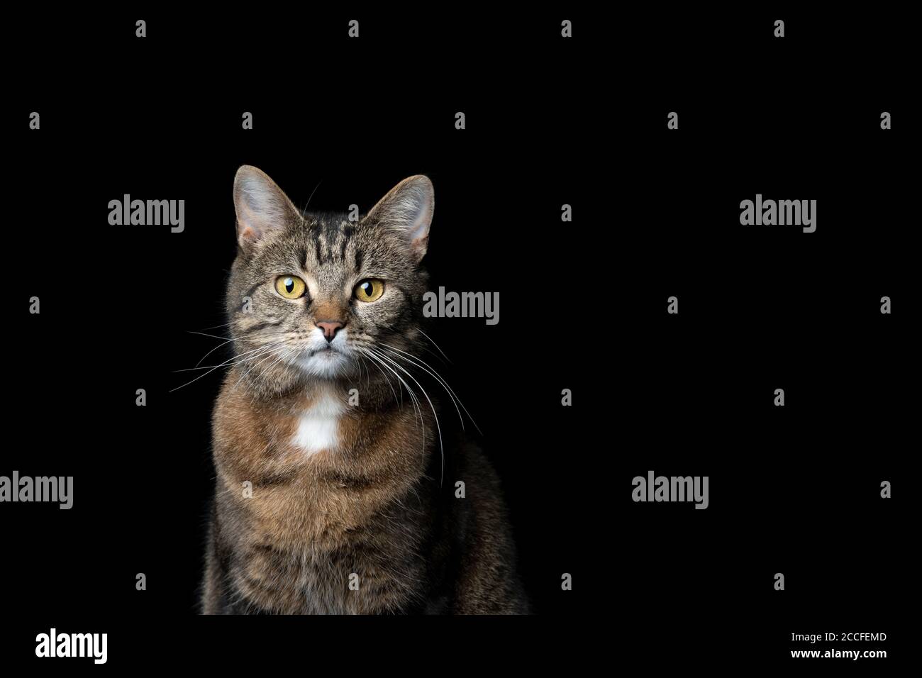 studio portrait of a tabby shorthair cat looking at camera on black ...