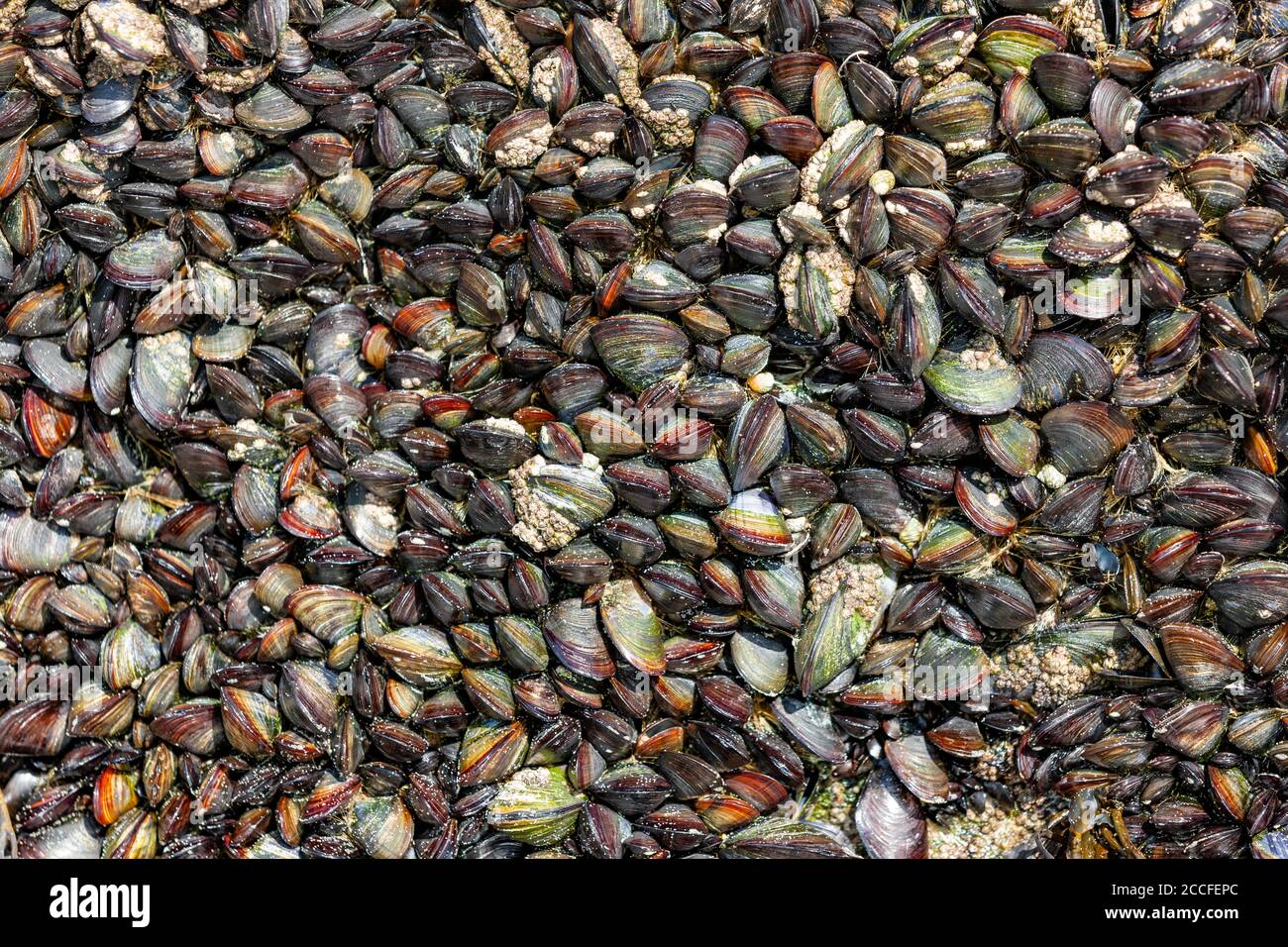 Mussels on the beach Stock Photo Alamy