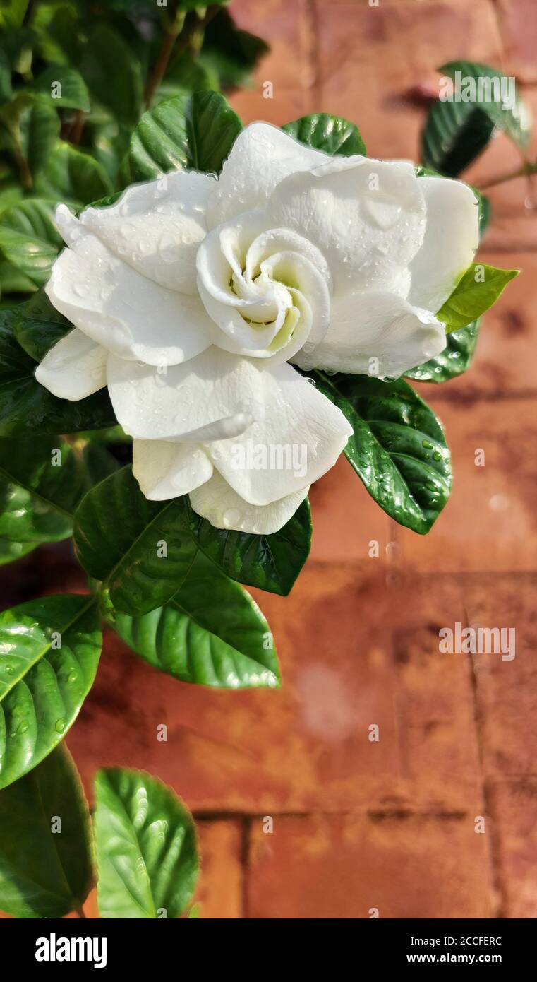 Gardenia is a genus of flowering plants in the coffee family, Rubiaceae, native to the tropical and subtropical regions of Africa, Asia, Madagascar an Stock Photo