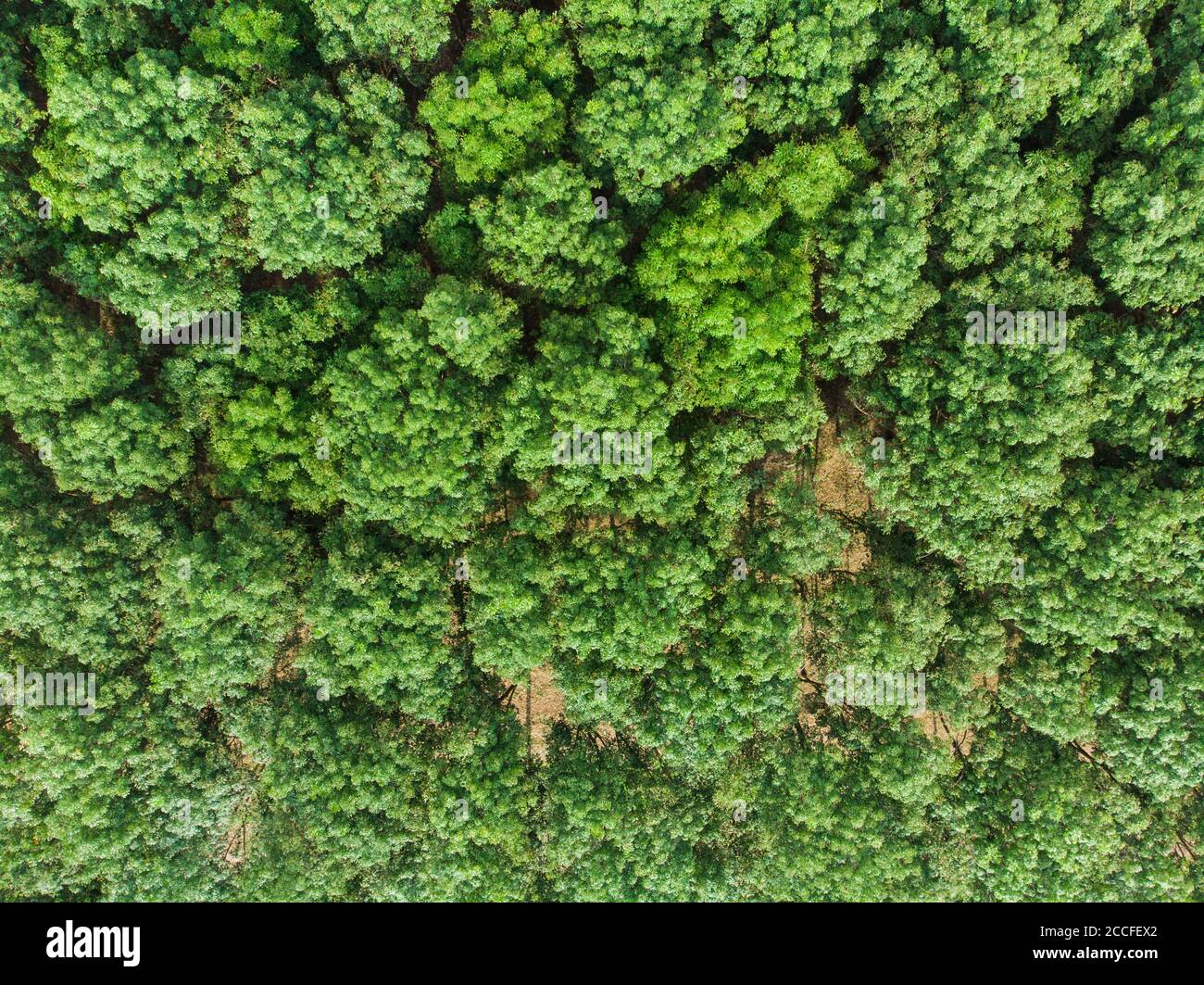 Aerial view green tree tropical rainforest nature landscape Stock Photo ...