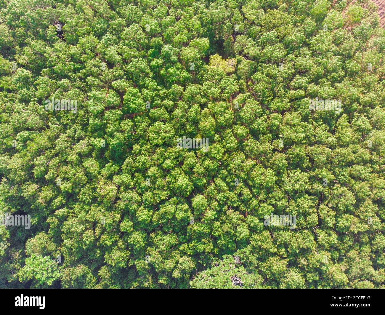 Aerial view green tree tropical rainforest nature landscape Stock Photo ...