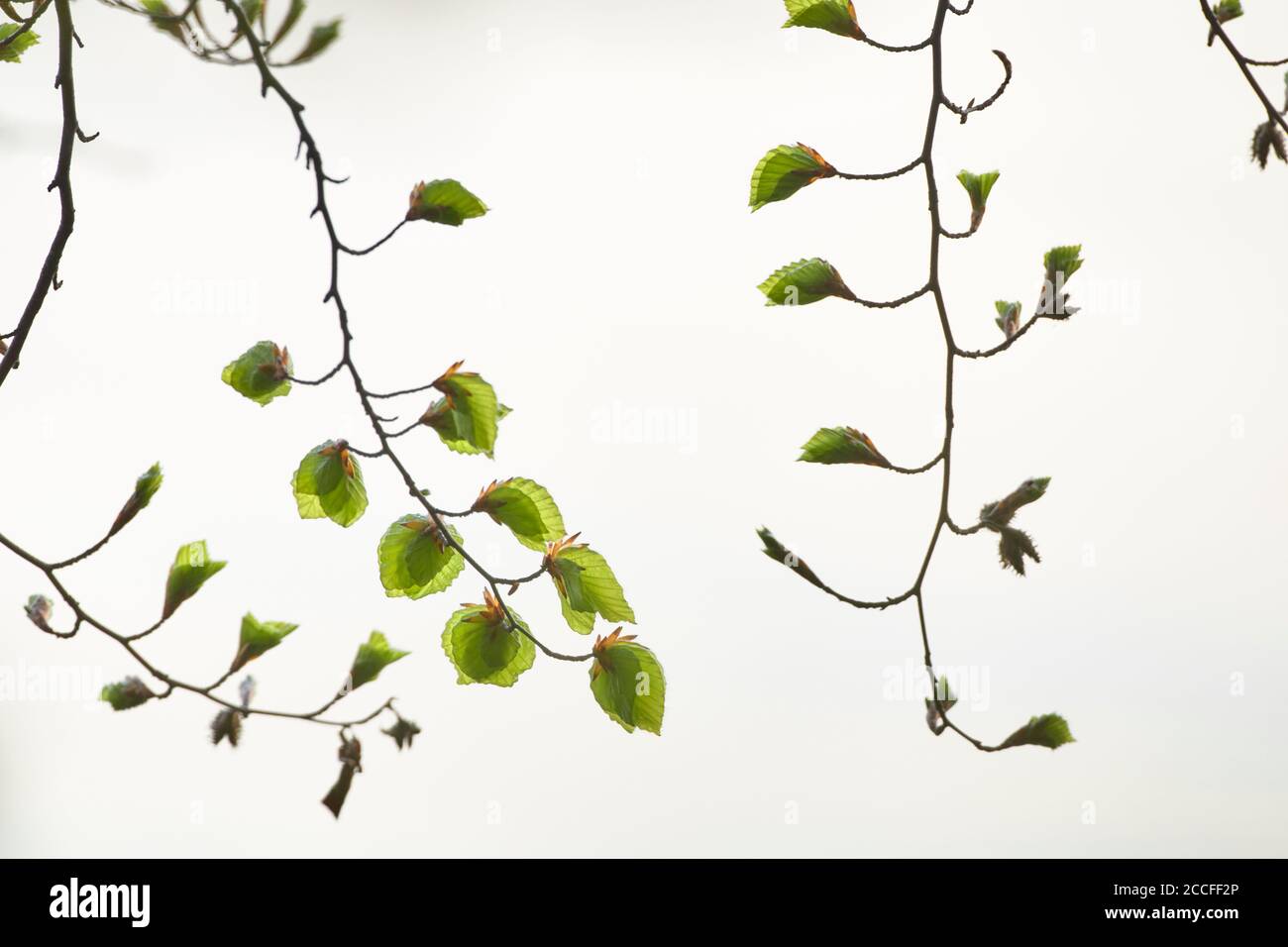 Beech, leaves, develop Stock Photo
