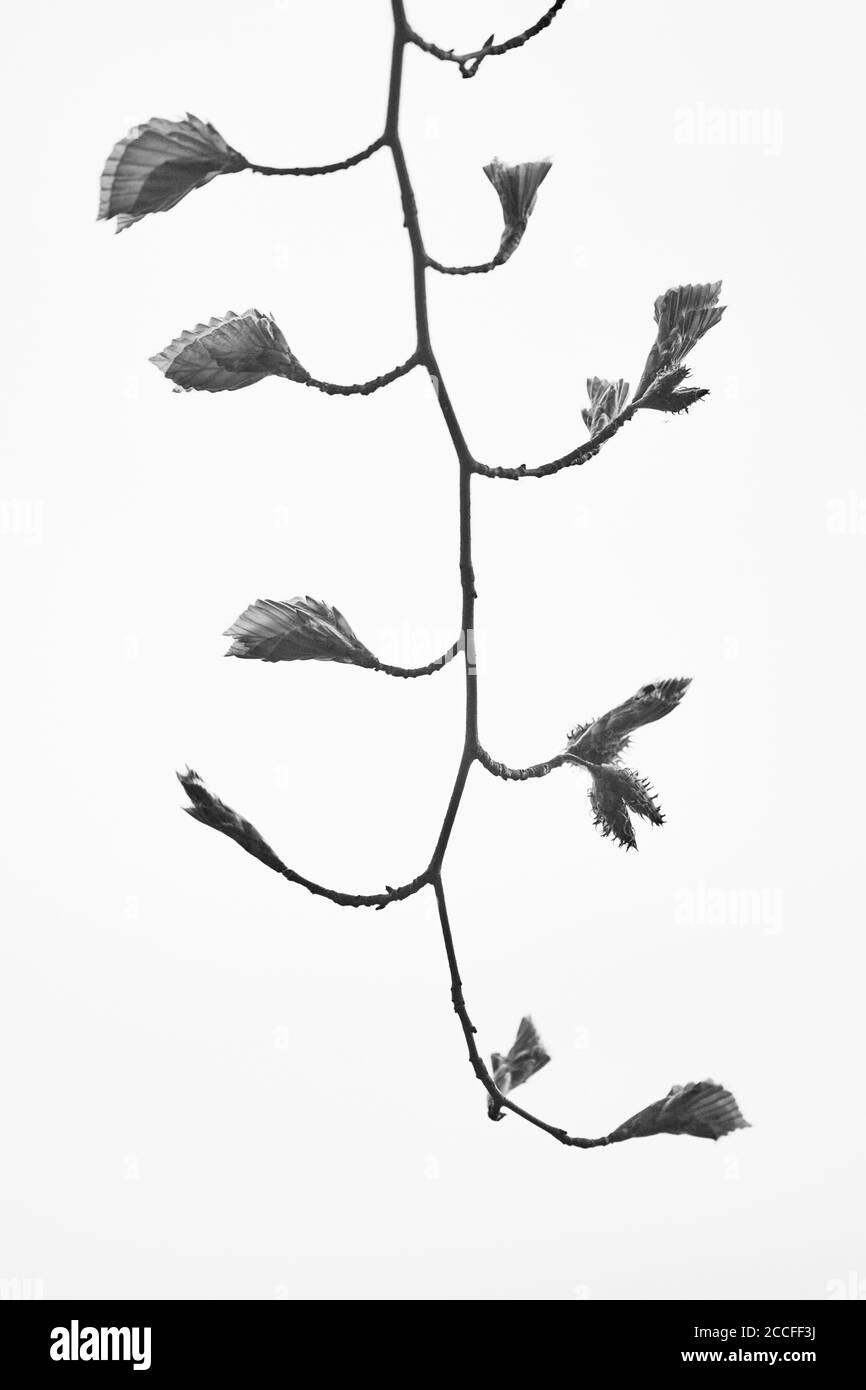 Greenery branch leaves foliage Black and White Stock Photos & Images ...