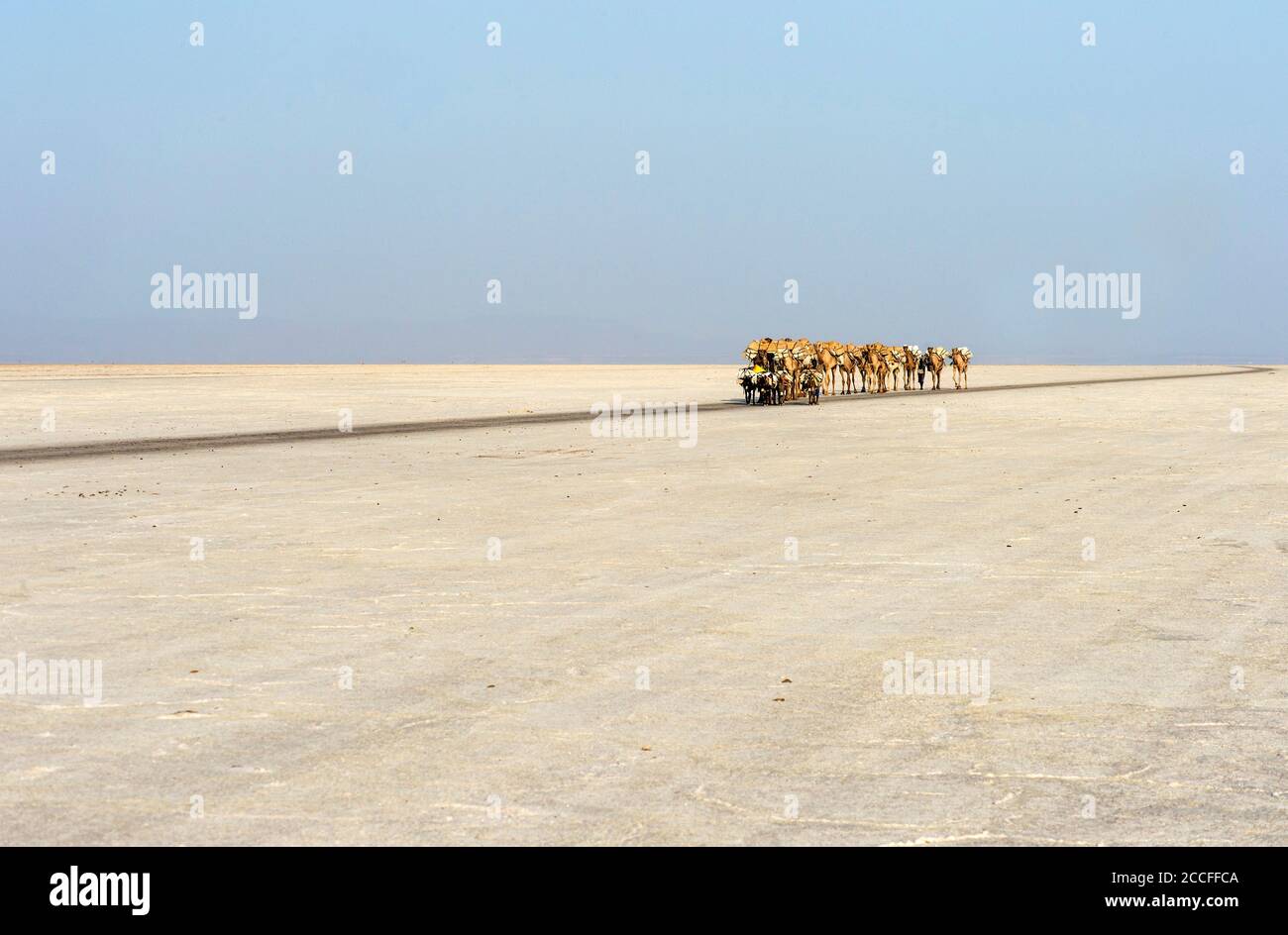 Dromedary caravan transports rock salt plates (halite) across the Assale Salt Lake (Lake Assale), Danakil Depression, Afar Region, Ethiopia Stock Photo