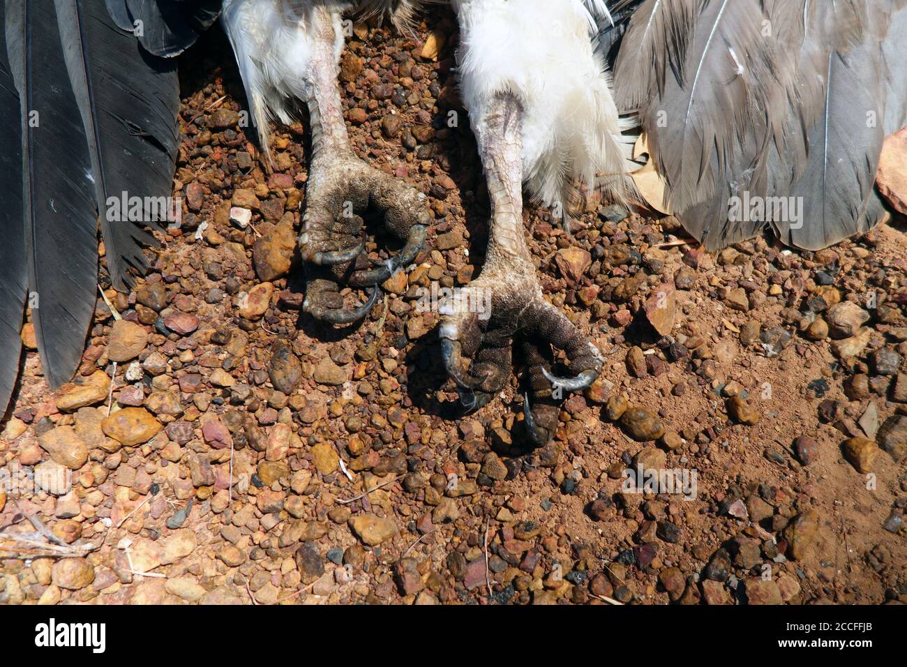 Talons of a white-bellied sea eagle killed on the road, Peninsula Development Road, Cape York Peninsula, Queensland, Australia Stock Photo
