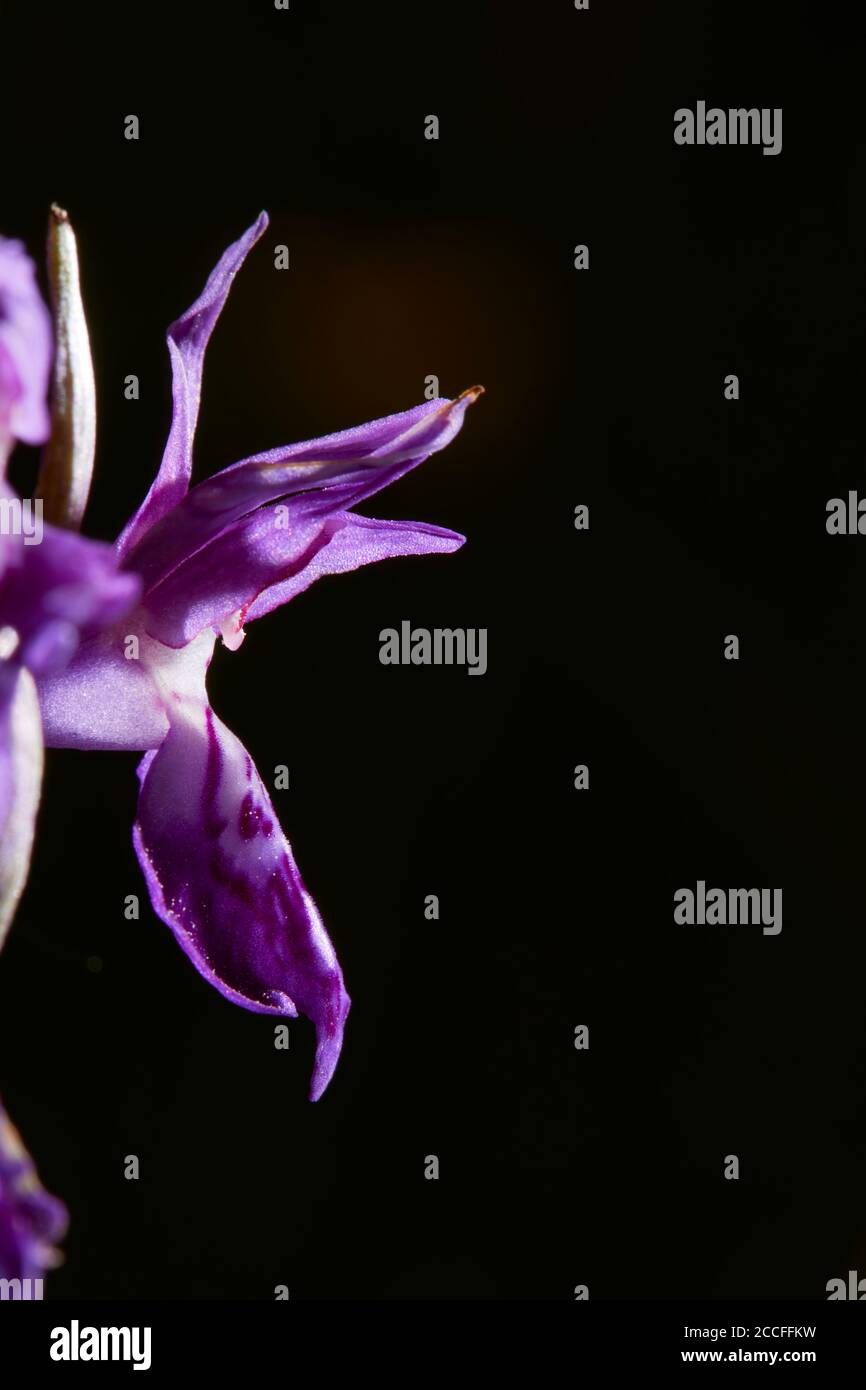 Broadleaf orchid hi-res stock photography and images - Alamy