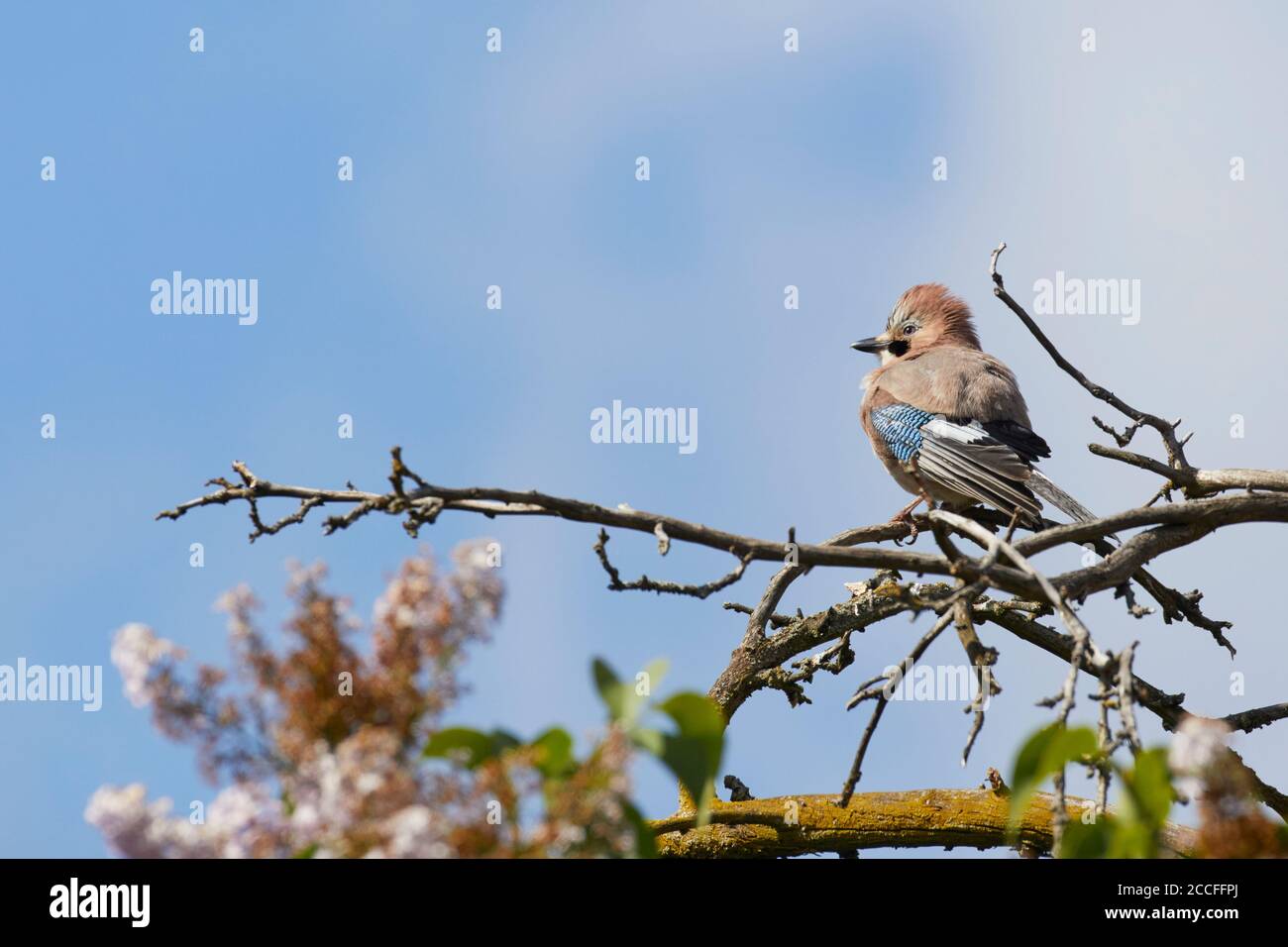 Eurasian Jay, Garrulus glandarius Stock Photo