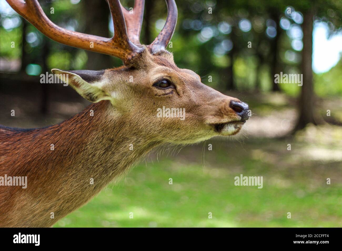Profile shot of a deer at Nara Deer Park in Japan Stock Photo