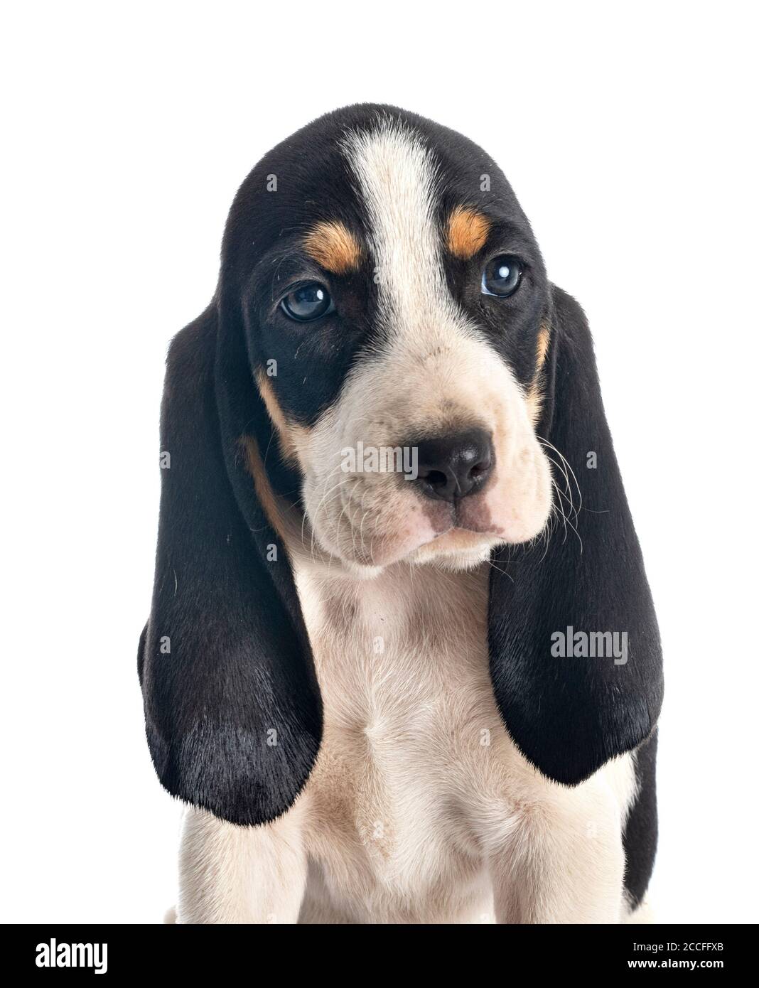 puppy bernese Schweizer Laufhund in front of white background Stock Photo