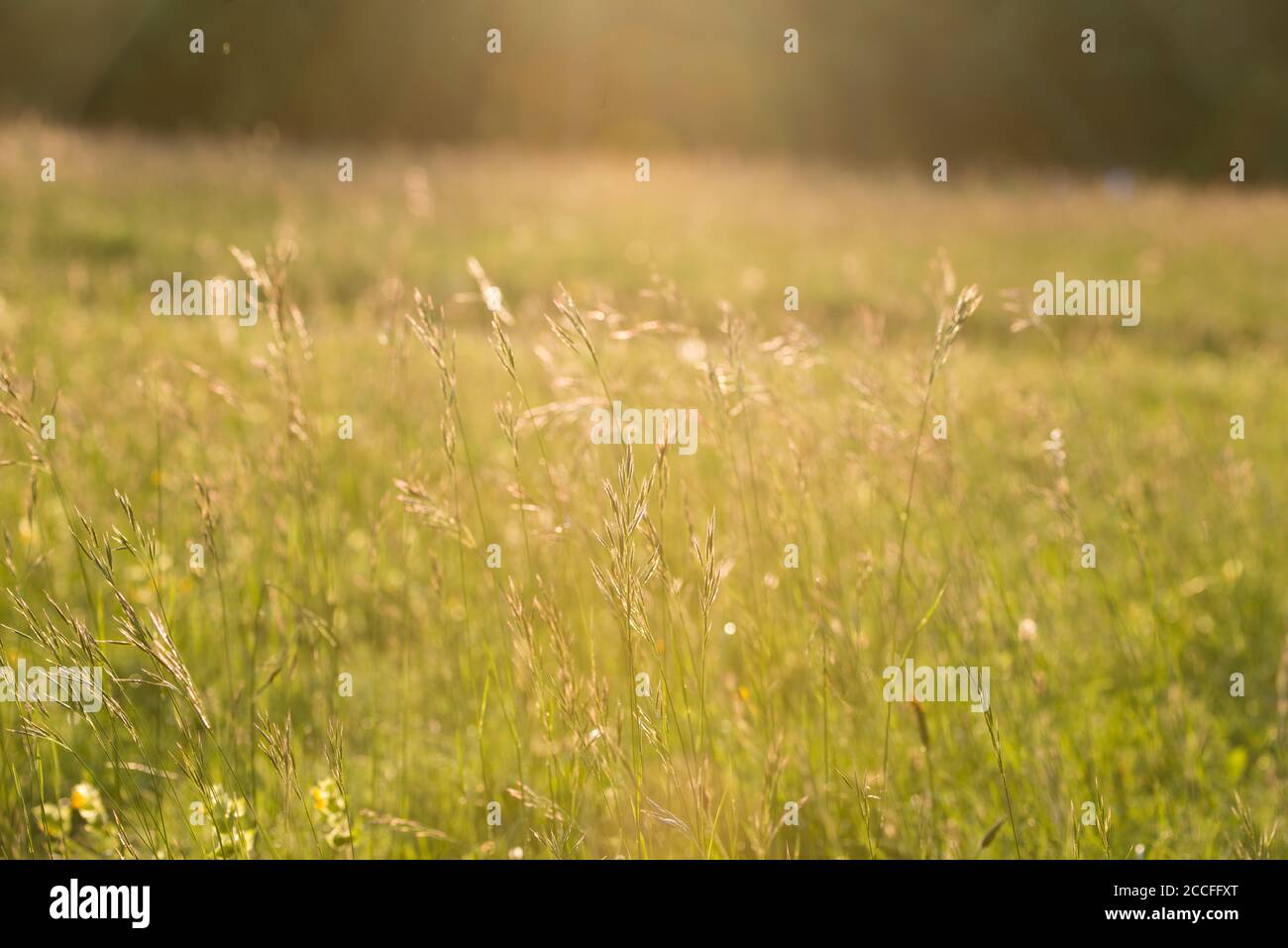Spring meadow in May, hay fever, allergy, grass, meadow Stock Photo