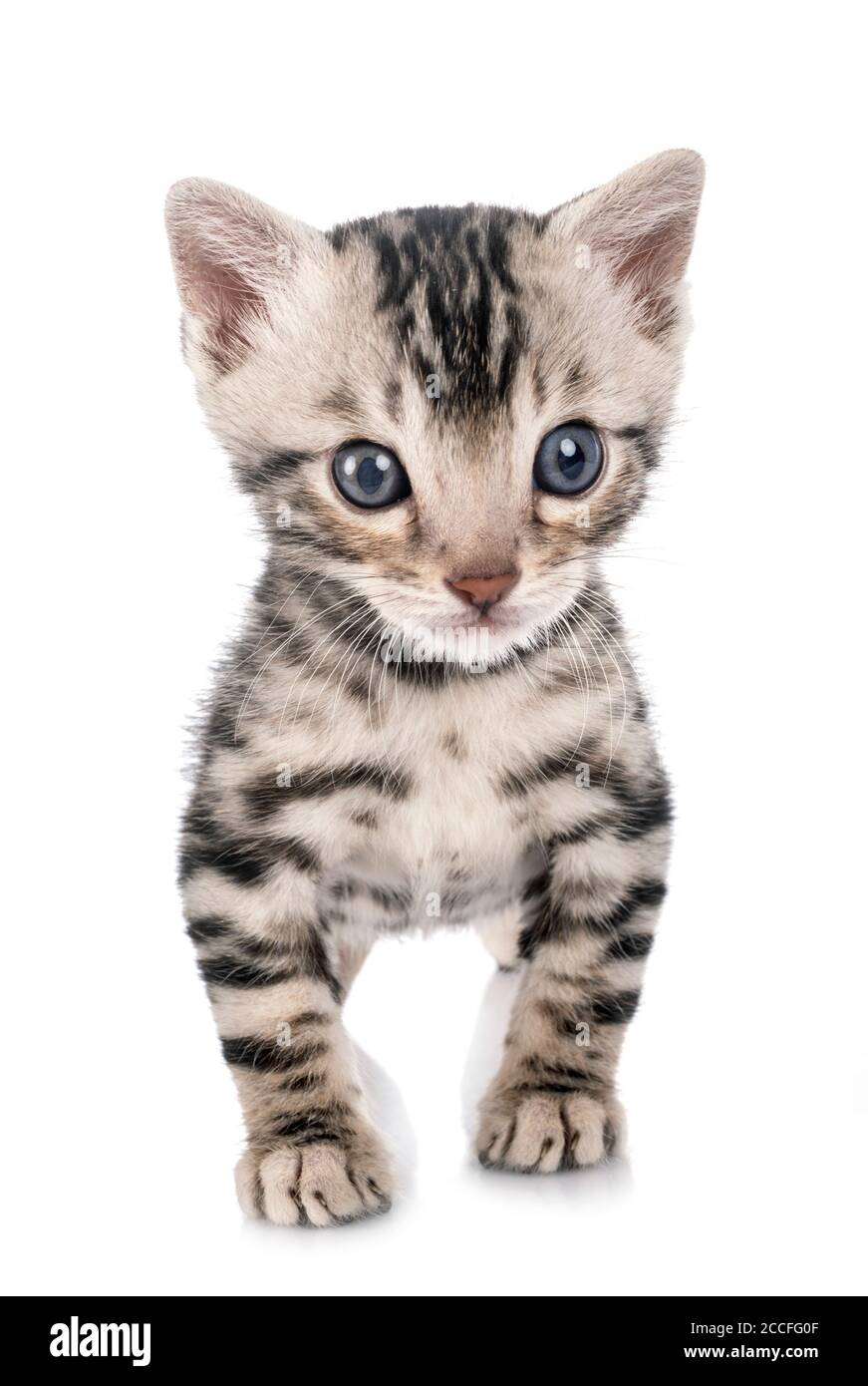 Munchkin bengal cat 2025