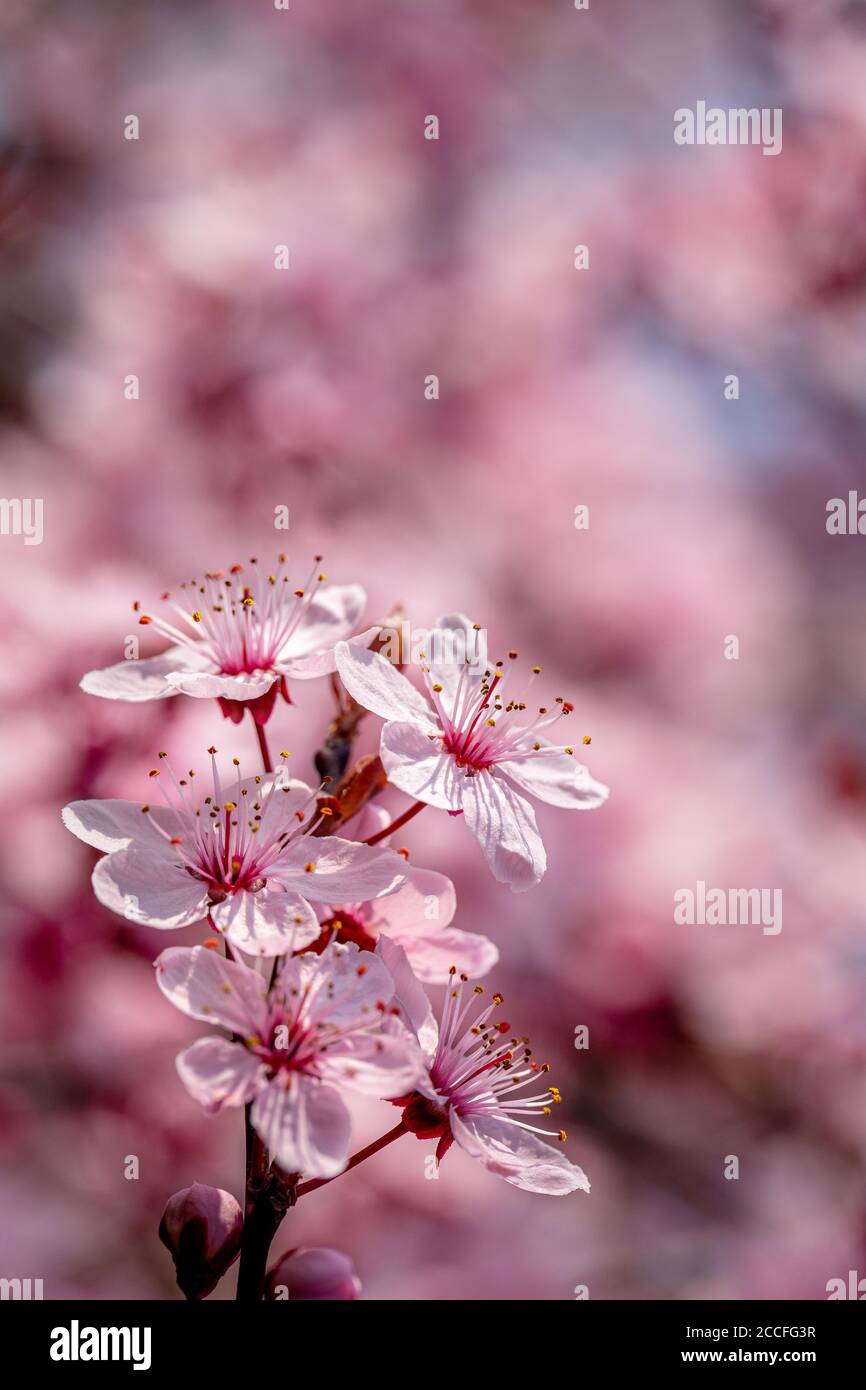 Up cherry blossoms hi-res stock photography and images - Alamy