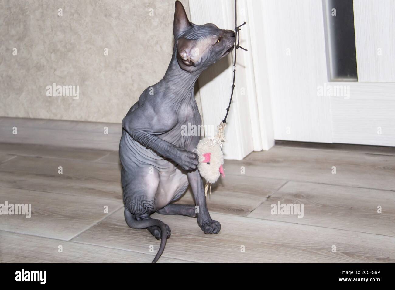 Page 3 Hairless Sphinx Cat High Resolution Stock Photography And Images Alamy Page 3 Hairless Sphinx Cat High Resolution Stock Photography And Images Alamy