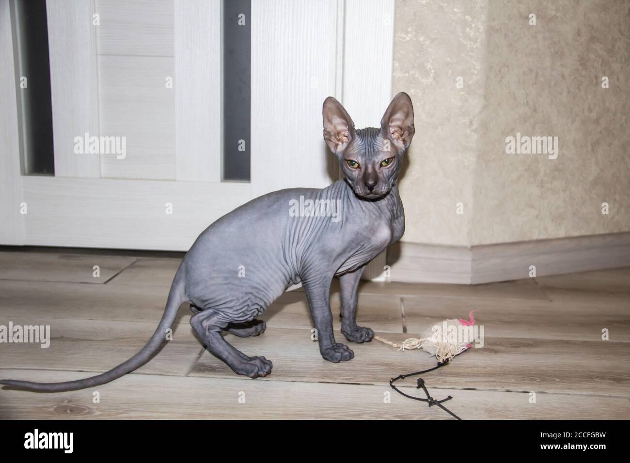 toy that spins on floor