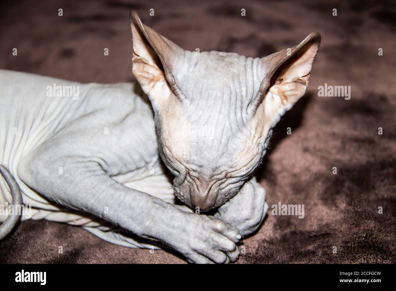 Page 2 Hairless Sphinx Cat High Resolution Stock Photography And Images Alamy