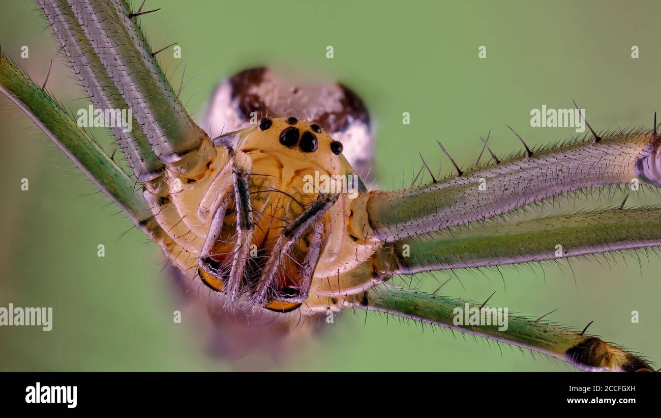 Ultra close up of a Silver Orb Spider Stock Photo