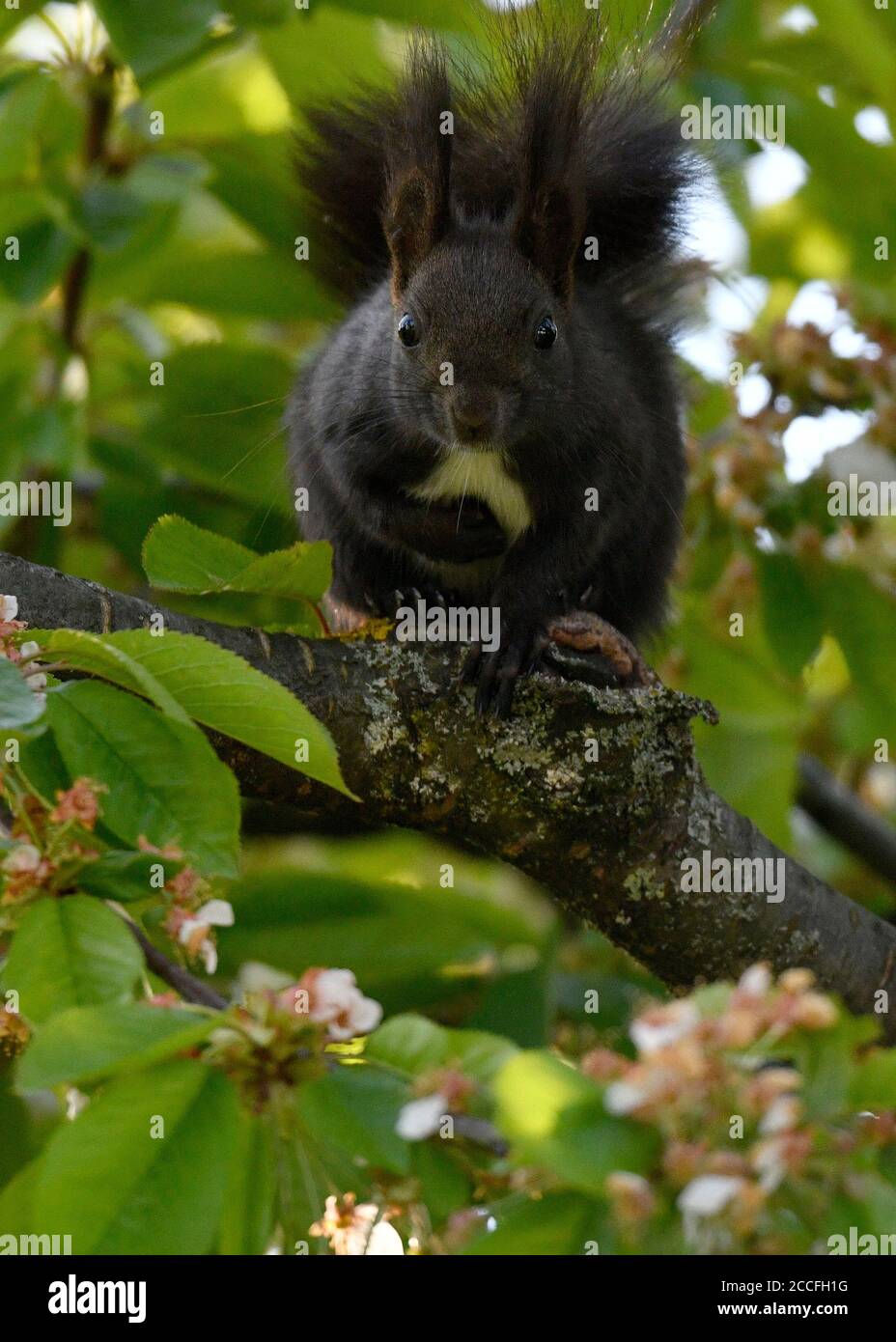 Squirrel (Sciurus vulgaris), melanistic animal, also blackling, sits in the fruit tree, Stuttgart, Baden-Württemberg, Germany Stock Photo