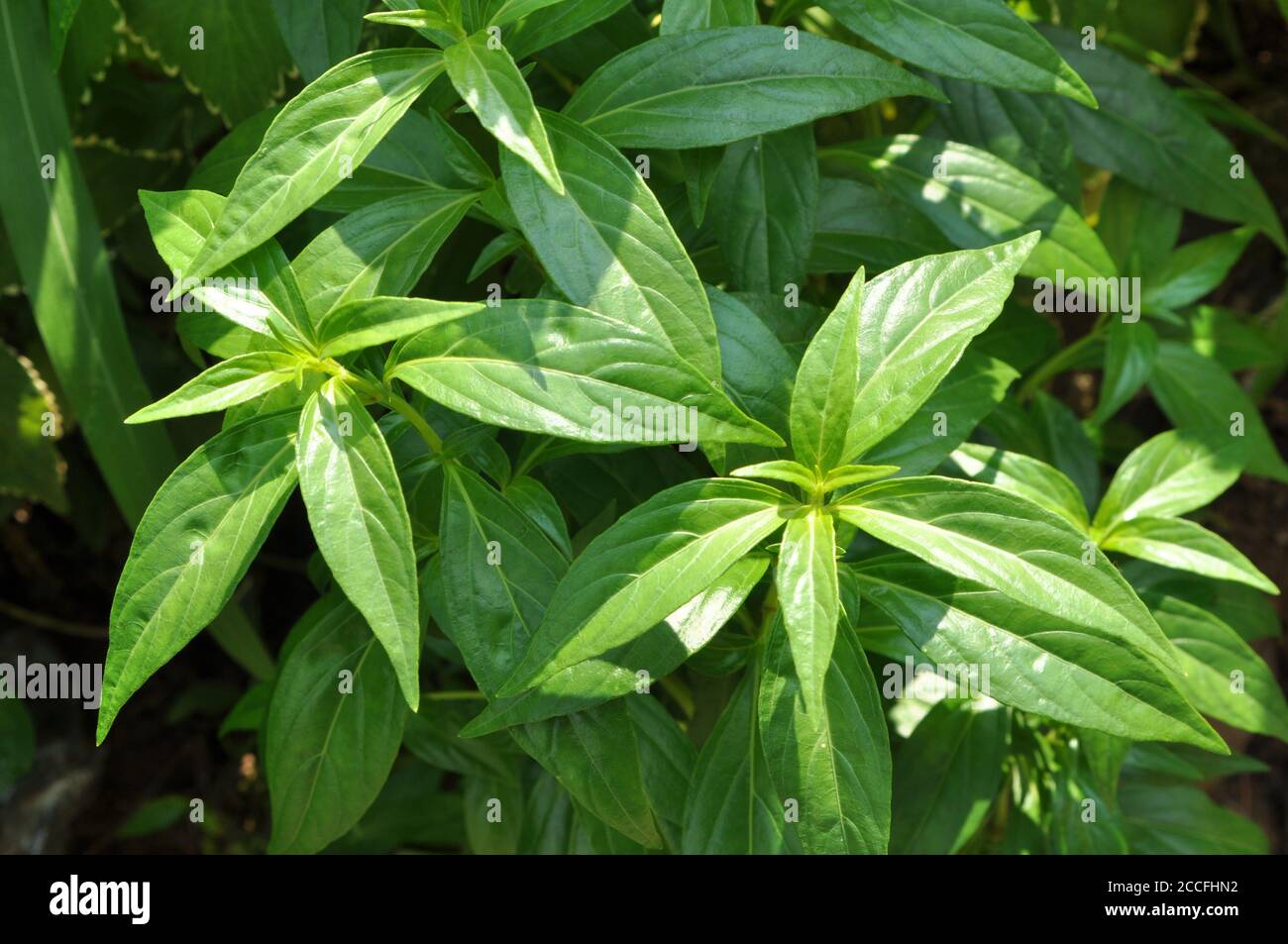 Andrographis paniculata or green chiretta is an annual herbaceous plant in the family Acanthaceae Stock Photo