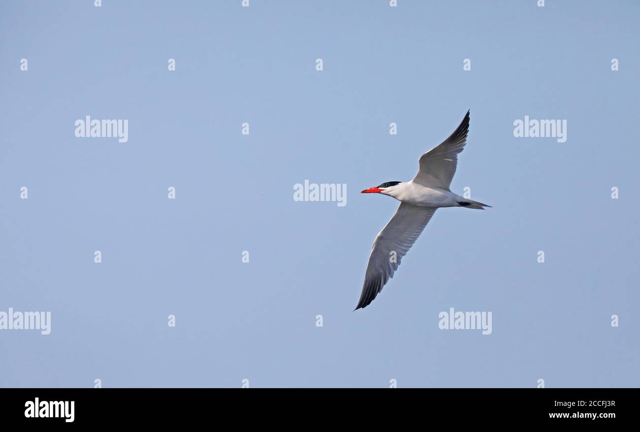 Caspian tern in flight, under blue sky Stock Photo