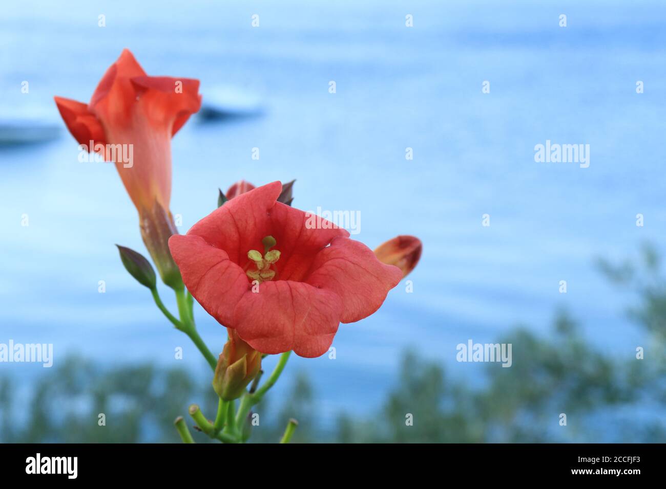 Campsis radicans The Chilean trumpet is an energetic climber and a blurred sea background Stock Photo