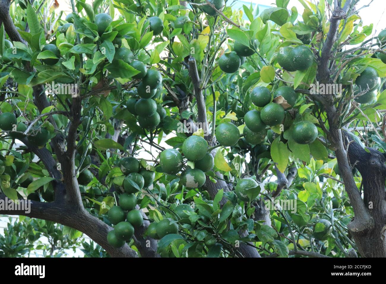 The mandarin orange (lat. Citrus reticulata), also known as the mandarin or mandarine, green tree plants Stock Photo