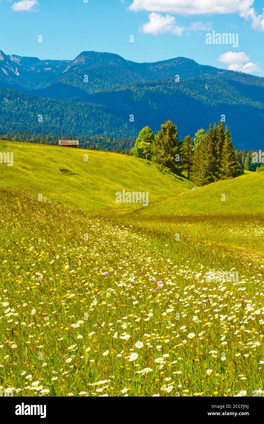 Landscape of the humpback meadows near Mittenwald with grass and flowers moving in the wind Stock Photo