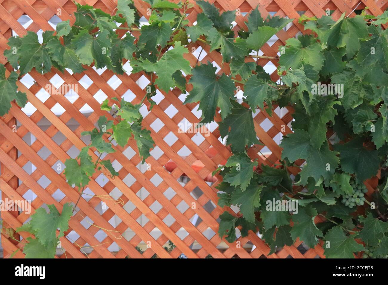 Healthy grapevine with white grapes climbing a wooden wall Stock Photo