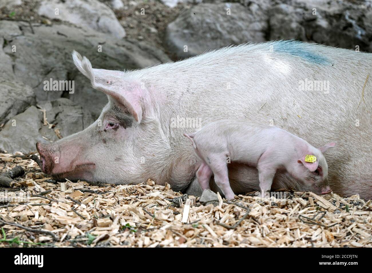 Sow with piglet Stock Photo