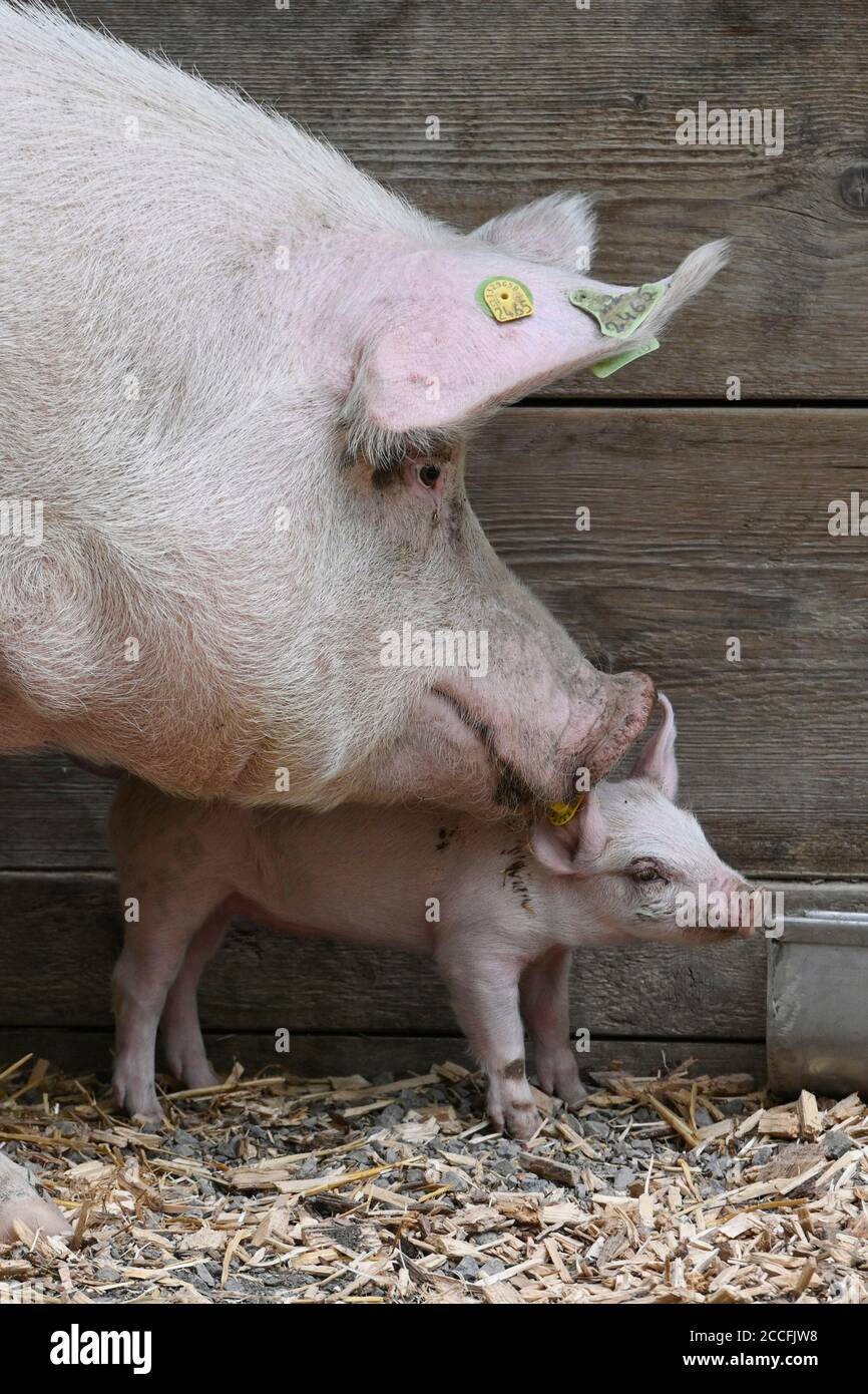 Sow with piglet Stock Photo