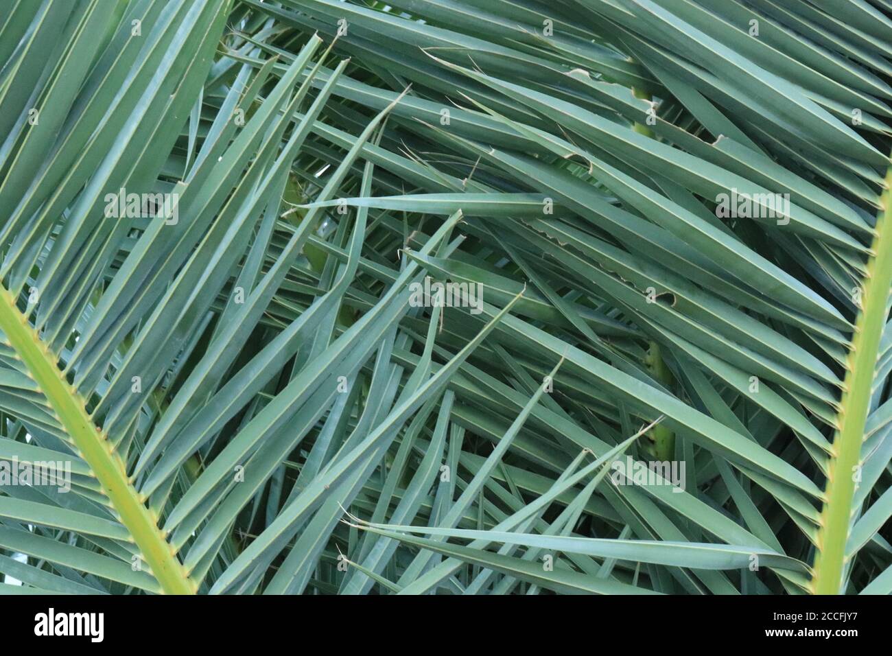 Saw palmetto (Serena repens) with fan-shaped leaves that have sharply toothed stalks Stock Photo
