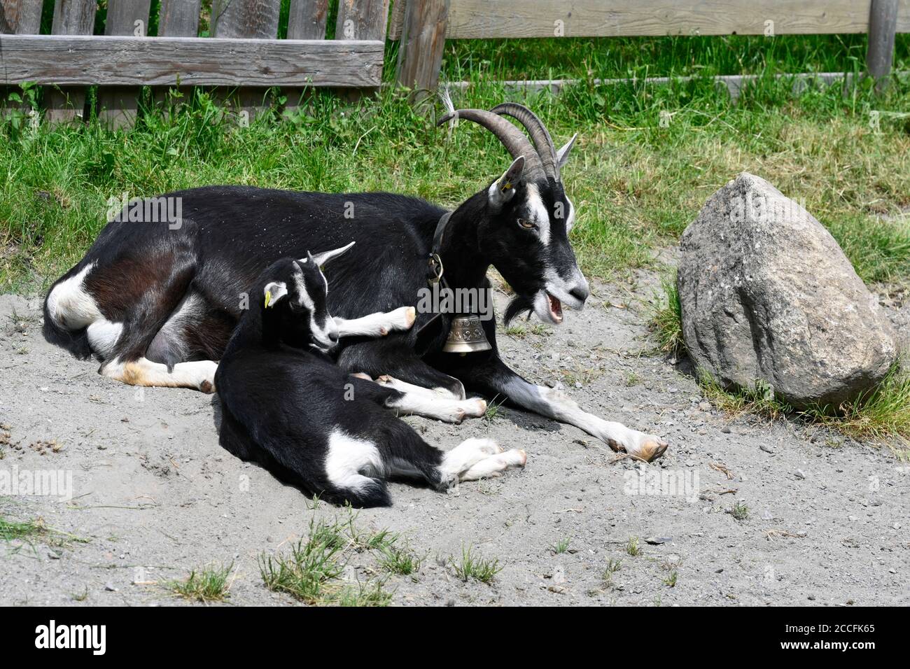 Billy goat with offspring Stock Photo