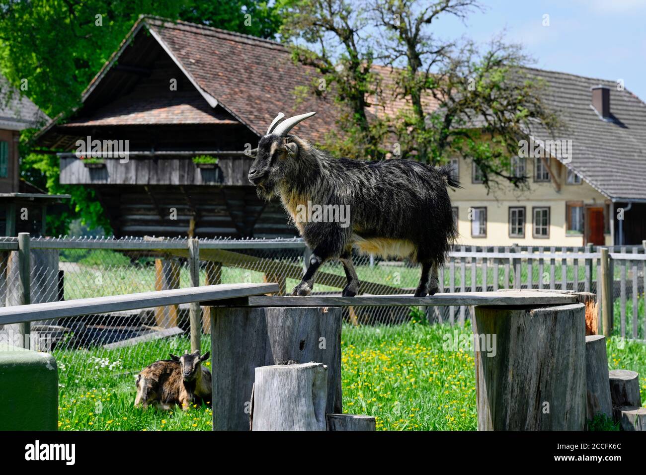 Billy goat and farm, Affoltern iE, Switzerland Stock Photo