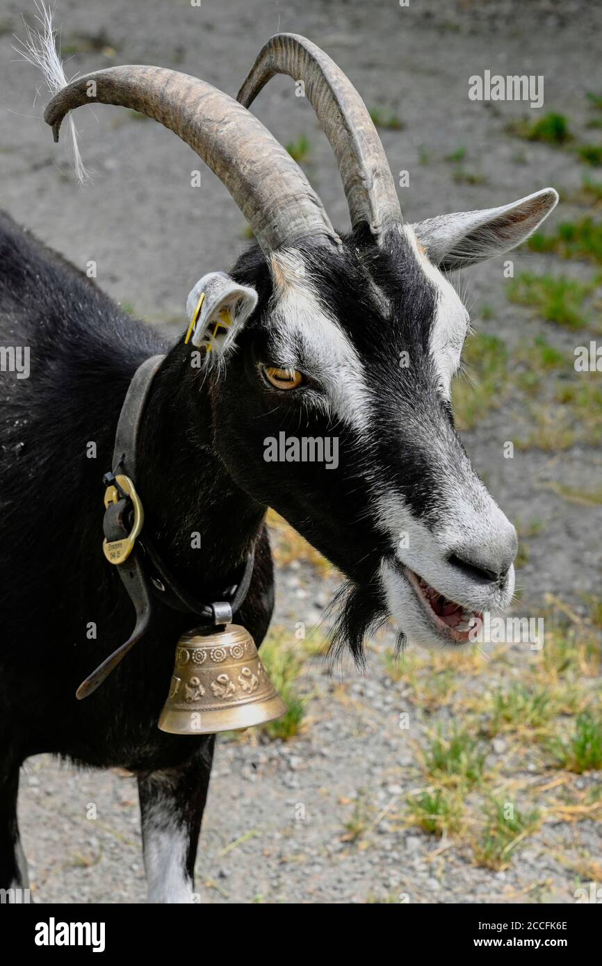 She Goat High Resolution Stock Photography and Images Alamy