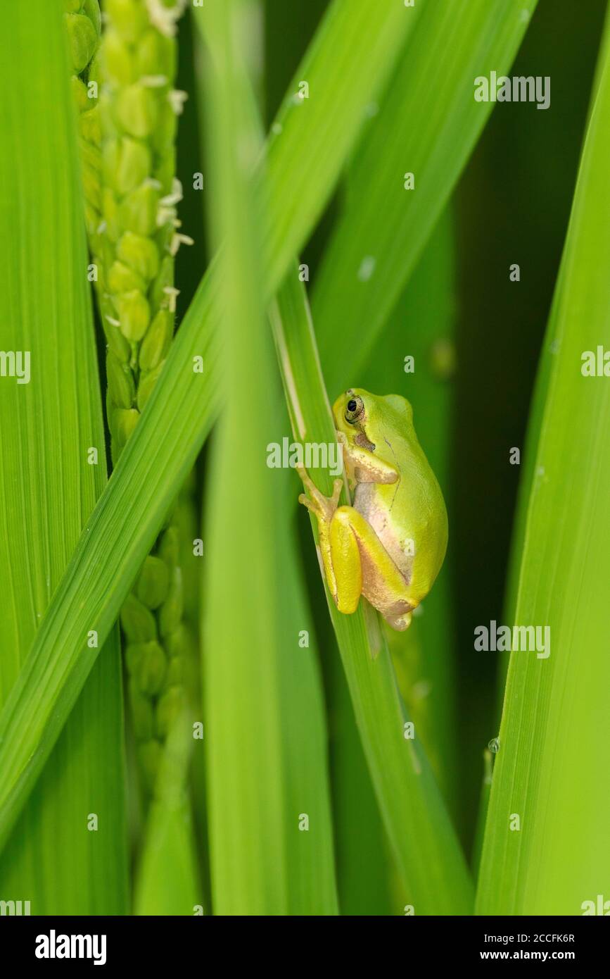 Japanese Rice Frog Japanese tree frog (Dryophytes japonicus), on rice plant, Isehara City ...