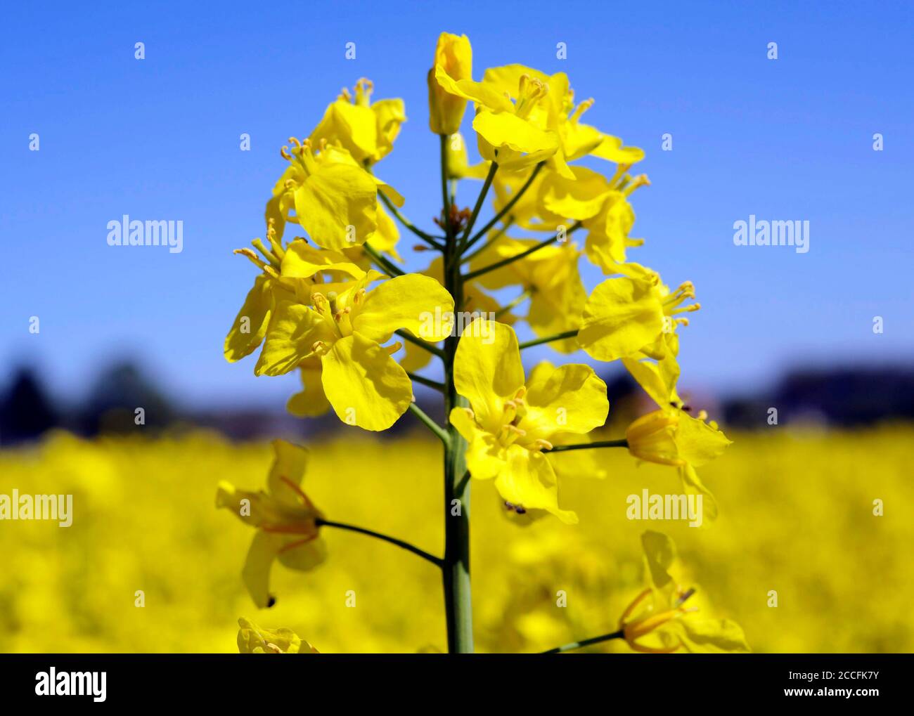 Rapeseed Brassica napus, one of the most important crop and energy crops, rape flower in close-up Stock Photo